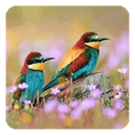 birds live wallpaper android application logo